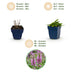 Green boutiQ - Stauden - Stachys off. Ukkie - Hasenohr - Steingartenpflanzen - Rosa - 12 Pflanzen - Topf 11cm - Höhe 15-25cm Bild 4