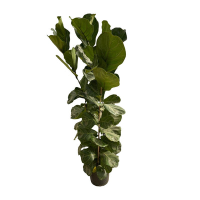 Ficus Lyrata bush - 170 cm - Ø27 Ficus