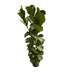 Ficus Lyrata bush - 170 cm - Ø27 Bild 1