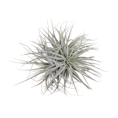 Tillandsia Super Silver XL (Ø 20cm) - Luftpflanze für moderne Räume