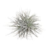 Tillandsia Super Silver XL (Ø 20cm) - Air Plant for Modern Spaces Bild 1