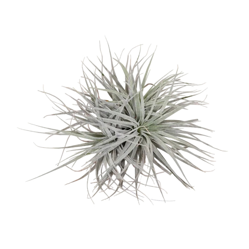 Tillandsia Super Silver XL (Ø 20cm) - Air Plant for Modern Spaces