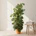 Monstera Pertusum XL mit elho Topf, Gelb Ø26 Bild 2