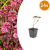 24x Sedum 'Matrona' - 10-25cm hoch, Ø9cm Topf Bild 1