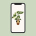 Monstera Thai Constellation im 15cm Topf, ca. 50cm hoch Bild 4