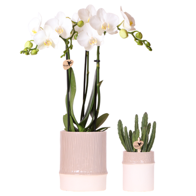 Kolibri Company | Bamboo Weiß Pflanzenset | Weiße Amabilis Orchidee Ø9cm + Grünpflanze inkl. Keramik‑Übertöpfe