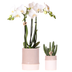 Kolibri Company | White Bamboo Plant Set | White Amabilis Orchid Ø9cm + Green Plant incl. Ceramic Pots Bild 1