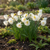 40x Narzissen 'White Petticoat' – Weiße Frühlingsboten für Ihren Garten Bild 2