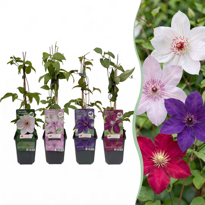 Clematis Rainbow: 4 Kletterpflanzen für bunte Gärten
