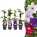 Clematis Rainbow: 4 Climbing Plants for Colorful Gardens Bild 1