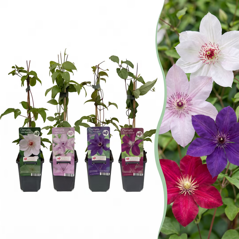 Clematis Rainbow: 4 Climbing Plants for Colorful Gardens