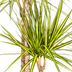 Dracaena Marginata Sunray: Tropische Schönheit im Korb Ø24cm (130-150cm) Bild 3