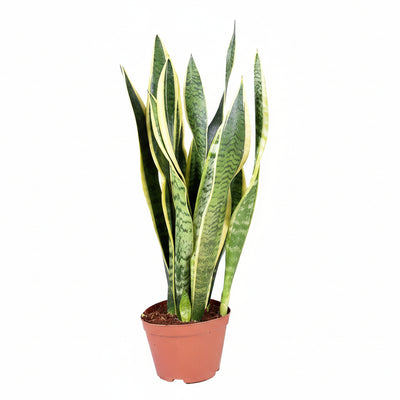 Sansevieria Laurentii: Pflegeleichte Zimmerpflanze, 55cm Höhe, Ø14cm Topf