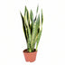 Sansevieria Laurentii: Pflegeleichte Zimmerpflanze, 55cm Höhe, Ø14cm Topf Bild 1