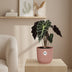 Alocasia 'Polly' im ELHO Vibes Fold Topf, 14cm, Rosa Bild 3