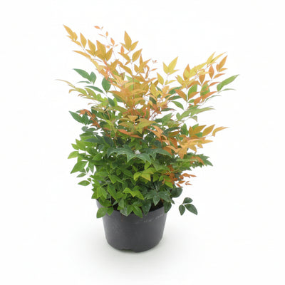 Nandina Gulfstream 'Orange' - Immergrüner Blütenschmuck für Balkon & Beet