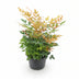 Nandina Gulfstream 'Orange' - Immergrüner Blütenschmuck für Balkon & Beet Bild 2