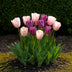 GreenboutiQ Tulpenzwiebeln 'Macron Mix' - 12 Stück, bunte Frühlingstulpen Bild 6