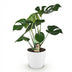 Monstera Deliciosa - Pflegeleichte Fensterblatt Pflanze mit weißem Topf Bild 2