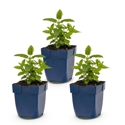 Green boutiQ - Perennial - Nepeta nerv. Neptune - Catnip - Bee and Butterfly Attractor - Purple - 3 Plants - 11cm Pot - 15-25cm Height