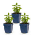 Green boutiQ - Perennial - Nepeta nerv. Neptune - Catnip - Bee and Butterfly Attractors - Purple - 3 Plants - Pot 11cm - Height 15-25cm Bild 8