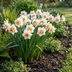 20x Narzisse Replete - Weiße & orange gefüllte Blüten - Frühling Bild 2