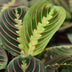 Green boutiQ - Houseplant - Maranta Fascinator Tricolour - Prayer Plant - Pet Friendly - Green - 4 Plants - Pot 12cm - Height 30-35cm Bild 4