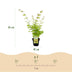 GreenboutiQ Japanischer Ahorn 'Summergold' - Gelb - Topf 19cm, 70cm Bild 3