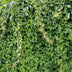 Virginia Creeper 'Engelmannii' - Ø15cm - ↕65cm Bild 6