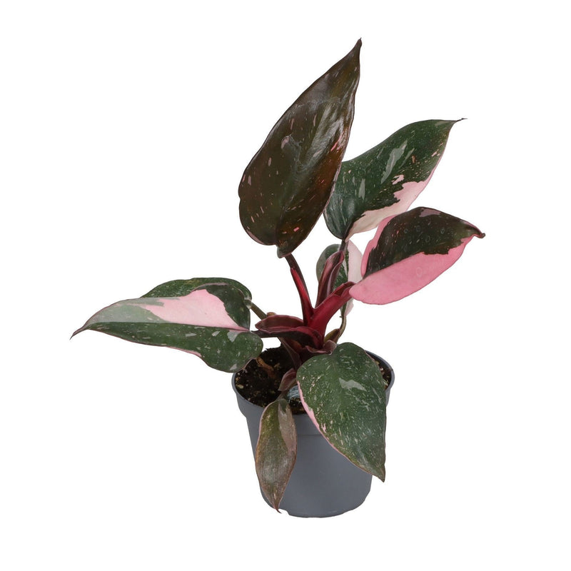 Philodendron Pink Princess Marble Ø6cm – Tropische Schönheit mit rosa Marmorierung