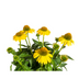 Echinacea purpurea Yellow Ø19cm - ↕60 - 70cm Bild 3