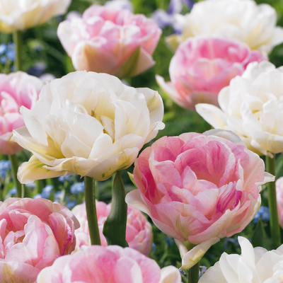 48x Gefüllte Tulpe Double Sensation - Frühjahrsblüher
