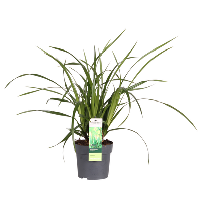 Carex Irish Green Ziergras - Immergrün, Ø19cm, ↕40cm