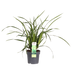 Carex Irish Green Ziergras - Immergrün, Ø19cm, ↕40cm Bild 2
