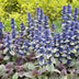 24x Kriechender Günsel 'Burgundy Glow' - Bodendecker, 10-25cm Bild 6