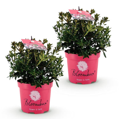 Zwergrhododendron Bloombux Magenta - 2 Pflanzen