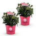 Zwergrhododendron Bloombux Magenta - 2 Pflanzen Bild 2