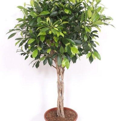 Ficus Nitida geflochten, 120 cm – Eleganter Blickfang für Ihr Zuhause