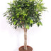 Ficus Nitida geflochten, 120 cm – Eleganter Blickfang für Ihr Zuhause Bild 1