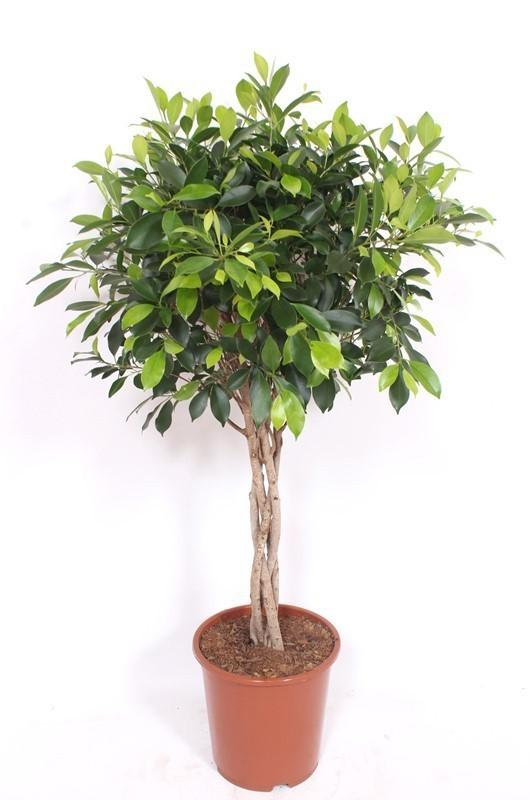 Ficus Nitida geflochten, 120 cm – Eleganter Blickfang für Ihr Zuhause