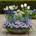 GreenboutiQ Blumenzwiebeln: Blau Garten Mix, 125 Stück, Geschenkverpackung Bild 4