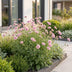 Green boutiQ - Perennial - Scabiosa col. Pink Mist - Scabious - Bee and Butterfly Attractors - Pink - 12 Plants - Pot 11cm - Height 15-25cm Bild 5