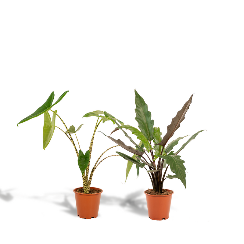 Alocasia Zebrina & Lauterbachiana Double Pack