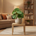 Künstliche Pilea Pflanze 25 cm im schwarzen Topf - Pflegeleicht Bild 3