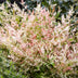 Nandina Twilight: 2er Set Immergrüner Strauch, 45cm Bild 6