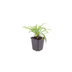 48x Glockenblume 'Coerulea' - 10-25cm - Ø9cm Bild 2