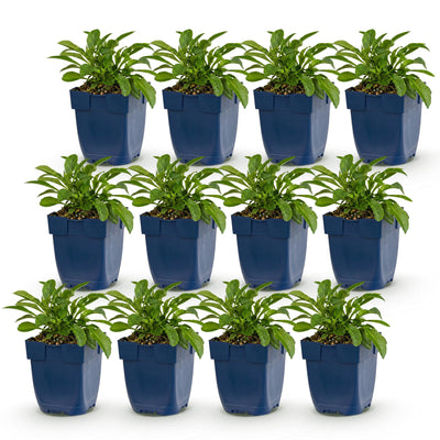 Green boutiQ - Perennial - Campanula persicaria Duo - Peachleaf Bellflower - Bee and butterfly attractors - Blue - White - 12 Plants - Pot 11cm - Height 15-25cm