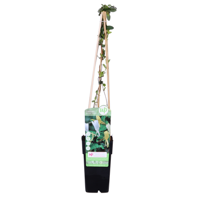 Japanisches Geißblatt 'Halliana' (Lonicera japonica) - 15cm Topf, 65cm Höhe
