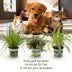 Green boutiQ Pflanzen-Set: 3 Haustierfreundliche Zimmerpflanzen Bild 5