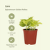 Epipremnum Golden Pothos Set of 4, Ø12cm, Houseplant Bild 3